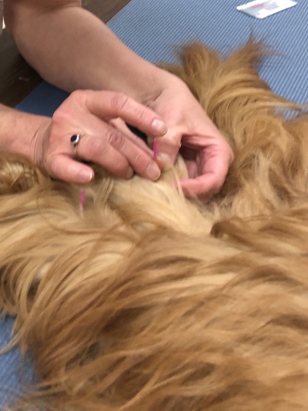 Image of placement of needle on a dog's back