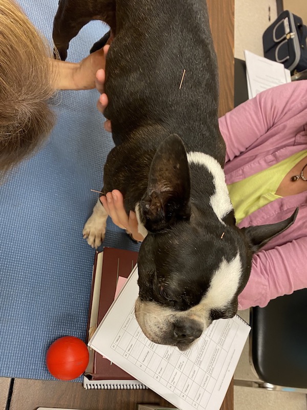 Image of dog with acupuncture needles on back and head